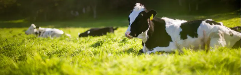 Colostrum