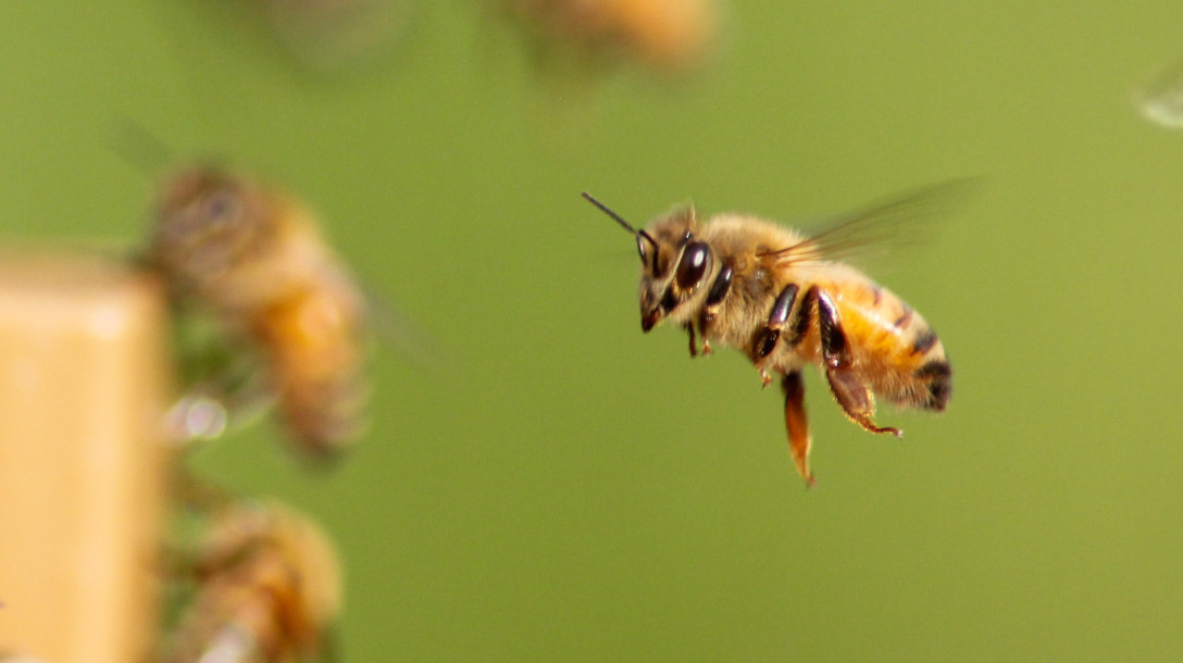 Bienenprodukte_cat_mobil Bienenprodukte_cat_mobil
