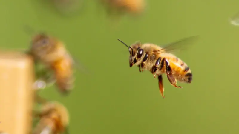 Bienenprodukte